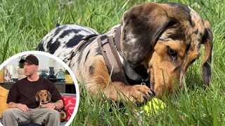 Tiger-Dackel Tyson liegt entspannt auf einer Wiese