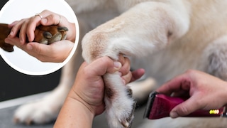 Eine Frage, die sich viele Halter stellen: Sollte man wirklich Hunden das Fell zwischen den Ballen rasieren?
