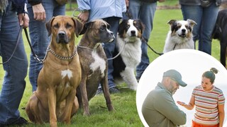 Hundeschulen können für einige Hundehalter durchaus zur unschönen Erfahrung werden.