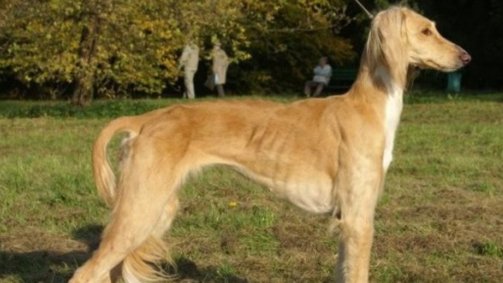Der Tazi wurde urspr&uuml;nglich f&uuml;r die Jagd auf schnelle Beute gez&uuml;chtet.