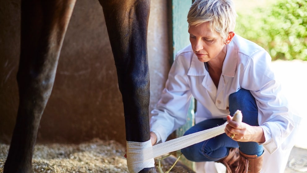 Veterinärin bandagiert Huf vom Pferd