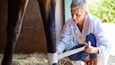 Veterin&auml;rin bandagiert Huf vom Pferd