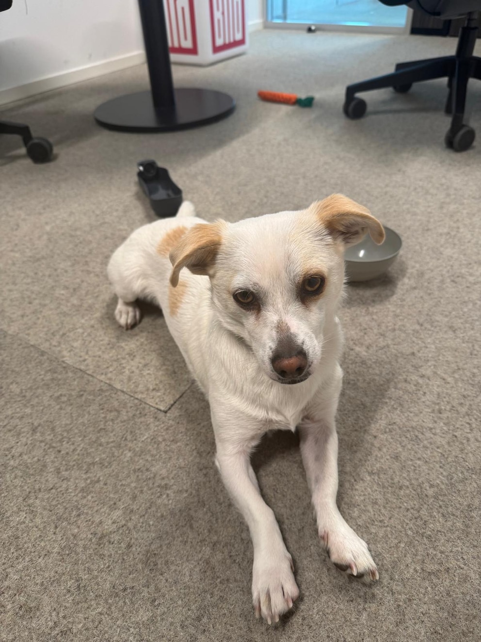 Dieses Bild von Hund Paco reichte Dennis Agyemang beim Tiermedium ein