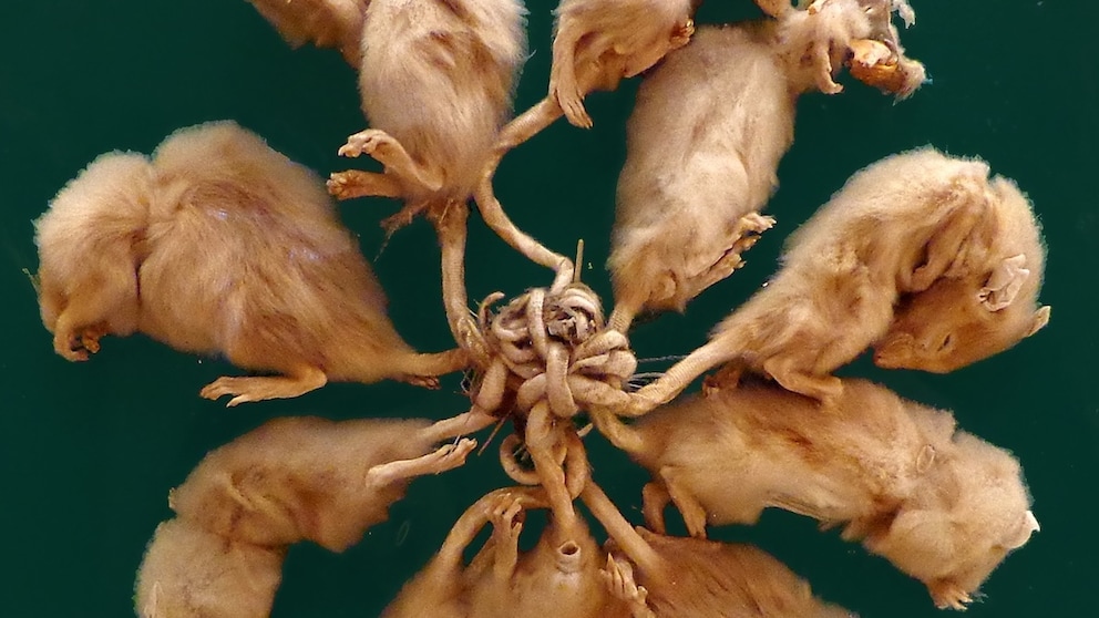 Rattenkönmig-Präparat in Starrburg