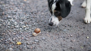 Hund schnüffelt an Schnecke