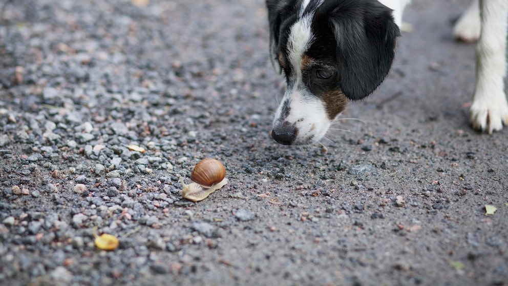 Hund schnüffelt an Schnecke