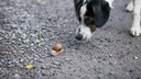 Hund schnüffelt an Schnecke