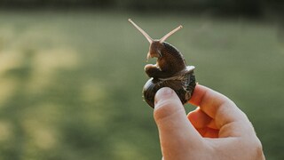 Schnecke, die am Gehäuse gehalten wird