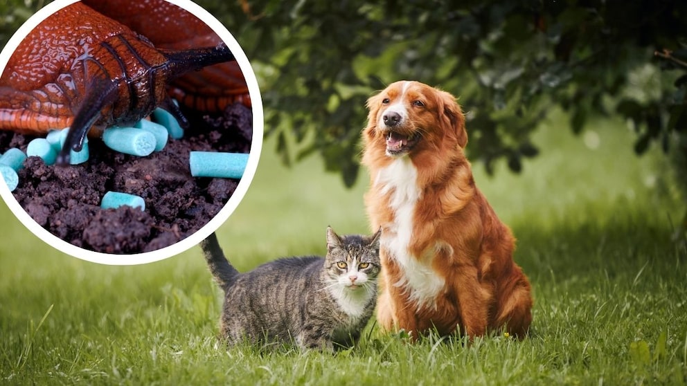 collage aus Schnecke mit Schnekcenkorn (Kreis) und Hund und Katze auf der Wiese
