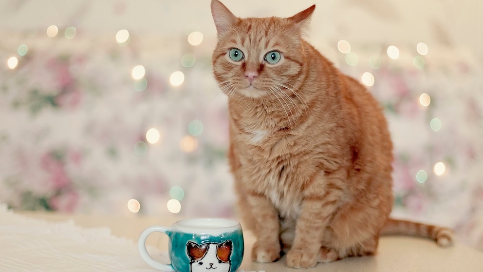 Katze sitzt neben Tasse und zieht komisches Gesicht