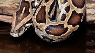 Dunkel Tigerpython (Python molurus bivittatus)