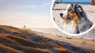 Collage aus Strand an Westküste von Dänemark und Australian-Shepherd Elvis (Kreis)