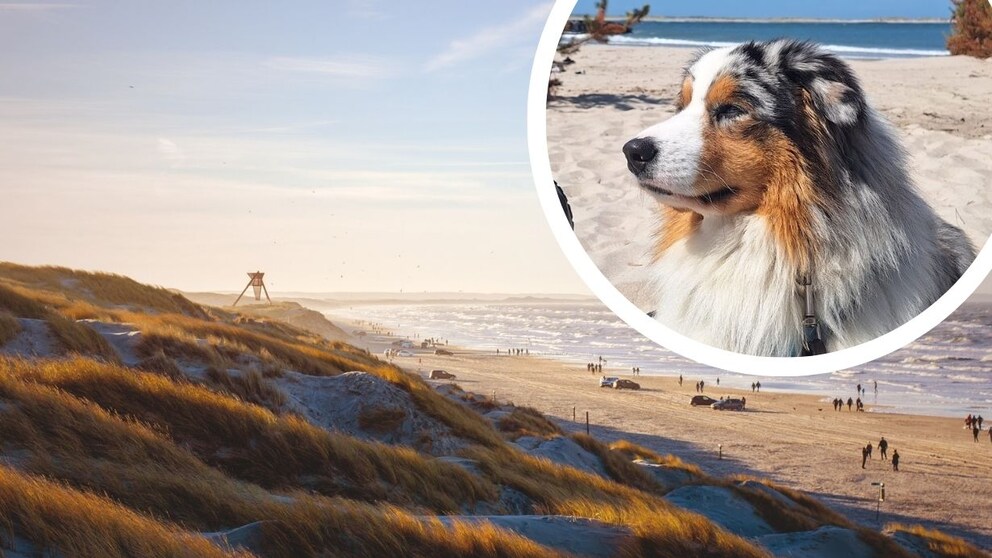 Collage aus Strand an Westküste von Dänemark und Australian-Shepherd Elvis (Kreis)