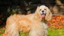 Die genauen Urspr&uuml;nge des American Water Spaniel sind nicht vollst&auml;ndig gekl&auml;rt. Wahrscheinlich geht sie auf alte britische und irische Wasser-Spaniels zur&uuml;ck.