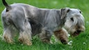 Obwohl im Cesky Terrier das Herz eines passionierten Jagdhundes schlägt, ist er aufgrund seiner freundlichen und anhänglichen Persönlichkeit auch als reiner Familienhund geeignet.