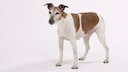 Ein &auml;lterer Glatthaar-Foxterrier steht in einem wei&szlig;en Fotostudio