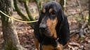 Der aus Amerika stammende Black and Tan Coonhound ist f&uuml;r die Waschb&auml;renjagd pr&auml;destiniert, denn er wittert deren Spur wie kein anderer.