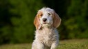 Der Grand Basset Griffon Vend&eacute;en stammt urspr&uuml;nglich aus Frankreich und geh&ouml;rt zu den sogenannten Schwei&szlig;hunden, das hei&szlig;t zu den Jagdhunden, die Wildspuren mit der Nase verfolgen.