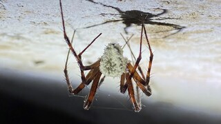 Ein Pilz, der nach David Attenborough benannt ist, verwandelt Spinnen in Zombies.