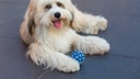 Der Tibet Terrier ist ein echtes Energiebündel – allerdings auf eine sehr verspielte Art.