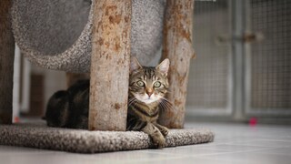 Katze liegt zwischen den Säulen eines Kratzbaums