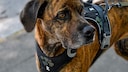 Ursprünglich war der Plott Hound vor allem in den USA bekannt. Inzwischen hat er jedoch auch in anderen Teilen der Welt immer mehr Fans gewonnen.
