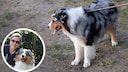 Collage aus Australian Shepherd an Leine und PETBOOK-Autorin Manuela Lieflaender (Kreis)