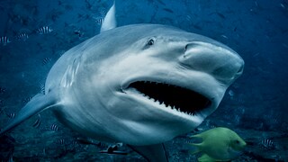 Bullhaie können sowohl in Salzwasser als auch im Süßwasser leben
