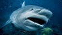 Bullhaie k&ouml;nnen sowohl in Salzwasser als auch im S&uuml;&szlig;wasser leben