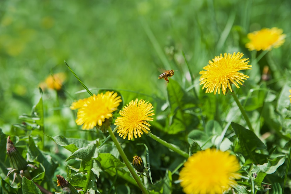 Butterblumen auf der Wiese