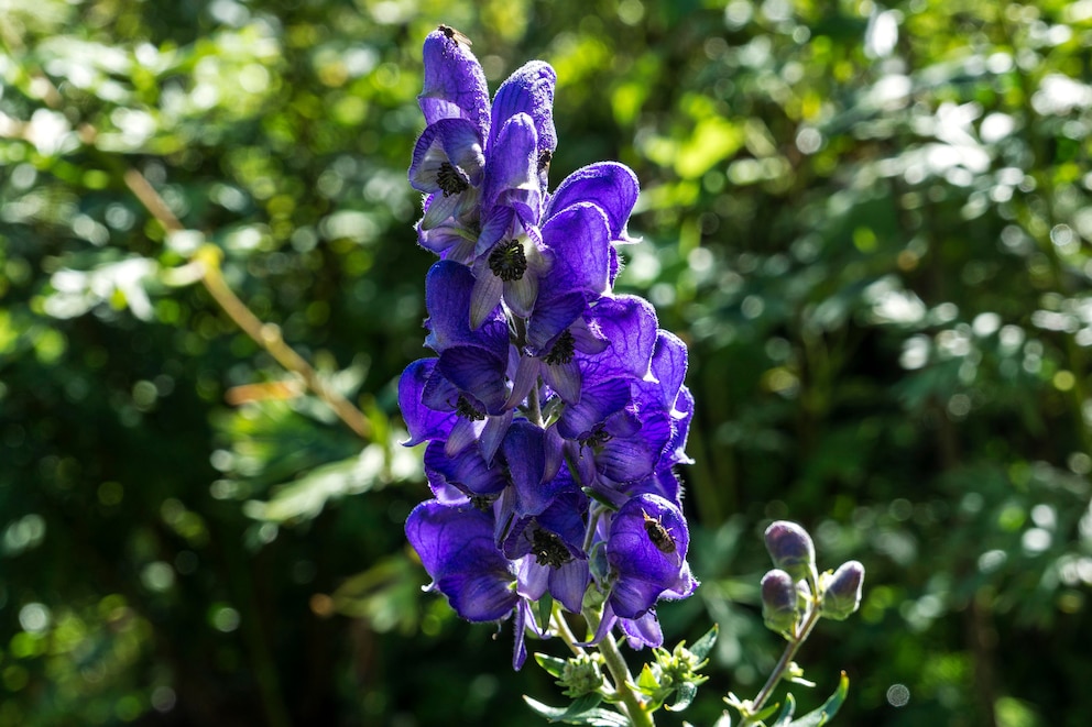 Eisenhut mit Bl&uuml;te (Aconitum napellus)