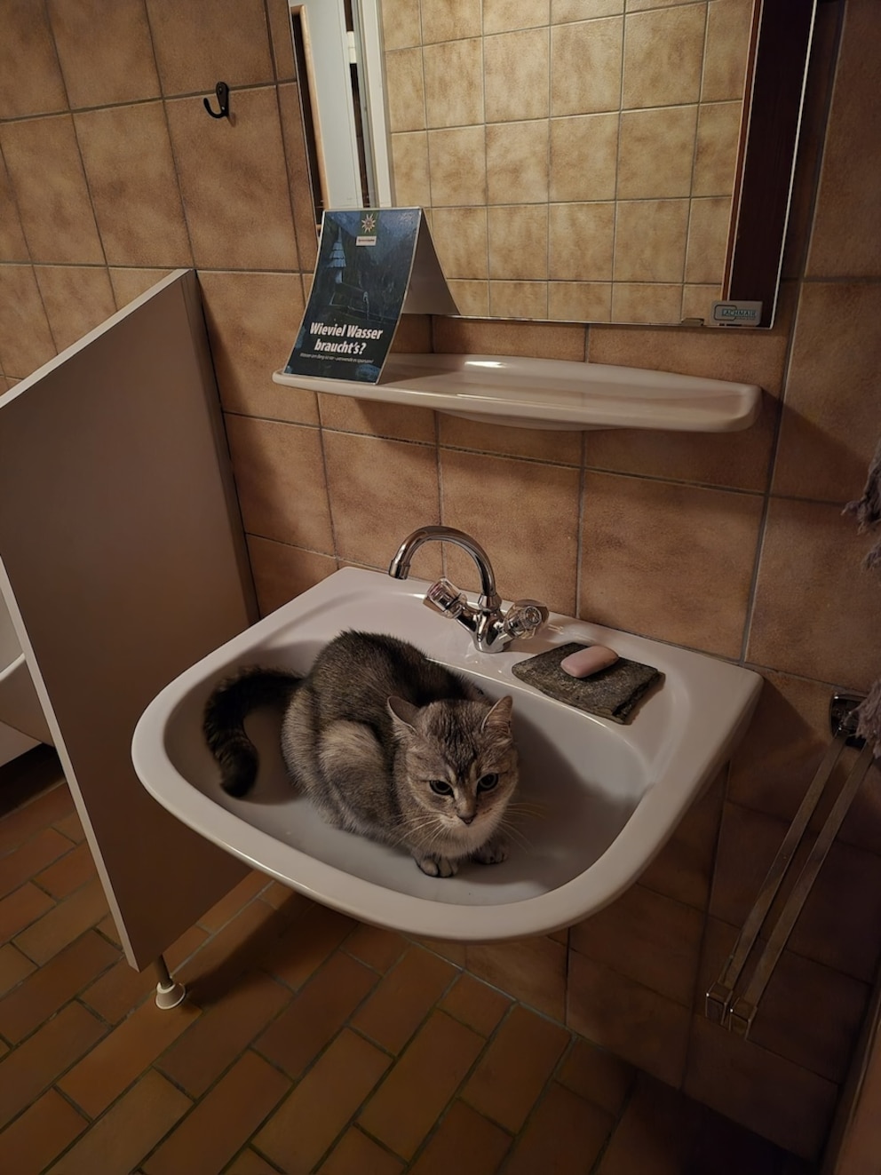 Kater Emil hat es sich in einem Waschbecken gem&uuml;tlich gemacht