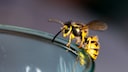 Wespe an einem Glas