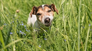 Ein Hund frisst Gras auf der Wiese