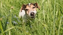 Ein Hund frisst Gras auf der Wiese