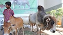 Indischer Junge neben einer Punganur-Kuh, die als kleinste K&uuml;he der Welt gelten.