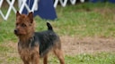Der Australian Terrier ist eine der wenigen Terrierrassen, die nicht in Großbritannien, sondern in Australien entstanden ist