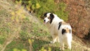 Der Tornjak stammt aus den bergigen Regionen des heutigen Bosnien-Herzegowinas und Kroatiens. Dort wurde er &uuml;ber Jahrhunderte als Herdenschutzhund eingesetzt.
