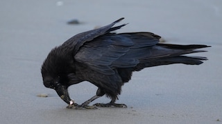 Rabenvögel verstecken Nüsse und Würmer und erinnern sich Wochen später an Ort und Inhalt