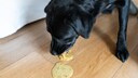Ein schwarzer Hund erbricht auf dem Boden