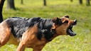 Hund,. der bellt und die Z&auml;hne zeigt