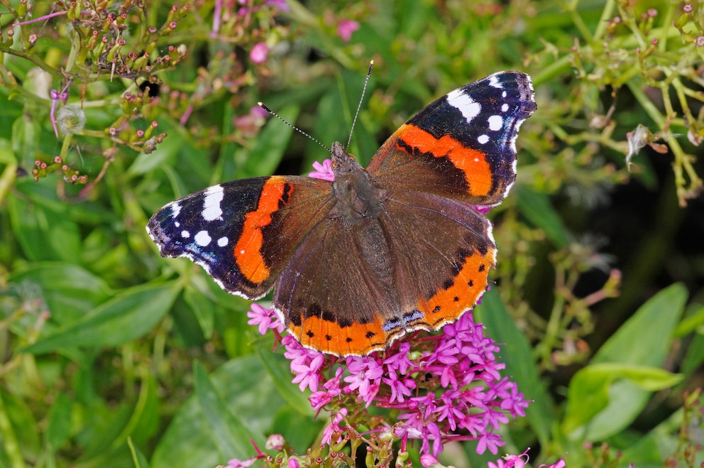 Admiral ( Vanessa atalanta) Schmetterling