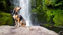 Der Huntaway ist ein energiegeladener, ausdauernder und arbeitsfreudiger Hund mit hoher Intelligenz.