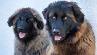 Zwei Cão de Serra de Estrela vor neutralem Hintergrund