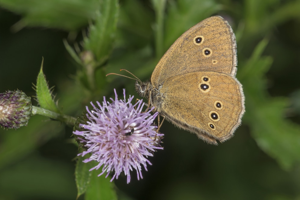 Brauner Waldvogel (Aphantopus hyperantus)