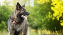 Der Shiloh Shepherd zeigt eine deutliche Verwandtschaft zum Deutschen Sch&auml;ferhund, wirkt jedoch insgesamt kr&auml;ftiger, massiver und eleganter.