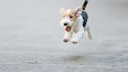 Drahthaar-Foxterrier beim Rennen