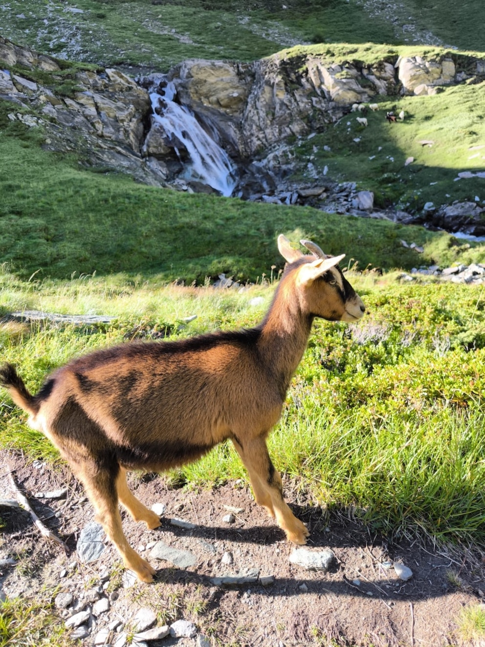 Ziege Heidi schaut nach unten ins Tal
