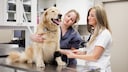 Golden Retriever beim Tierarzt auf dem Behandlungstisch