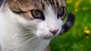 Katze zeigt eindeutige Anzeichen des Horner-Syndroms am Auge